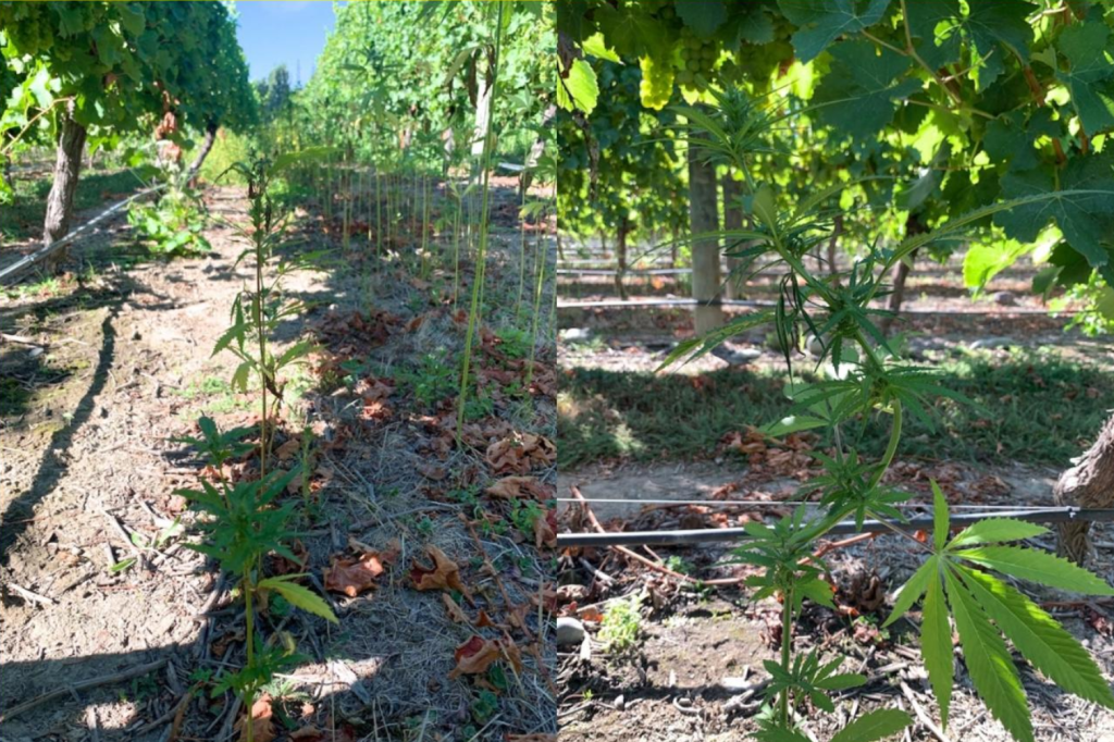 Cânhamo cresceu entre as videiras no experimento neozelandês