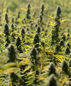 Abrace Esperança na Paraíba reúne cerca de 40 mil associados