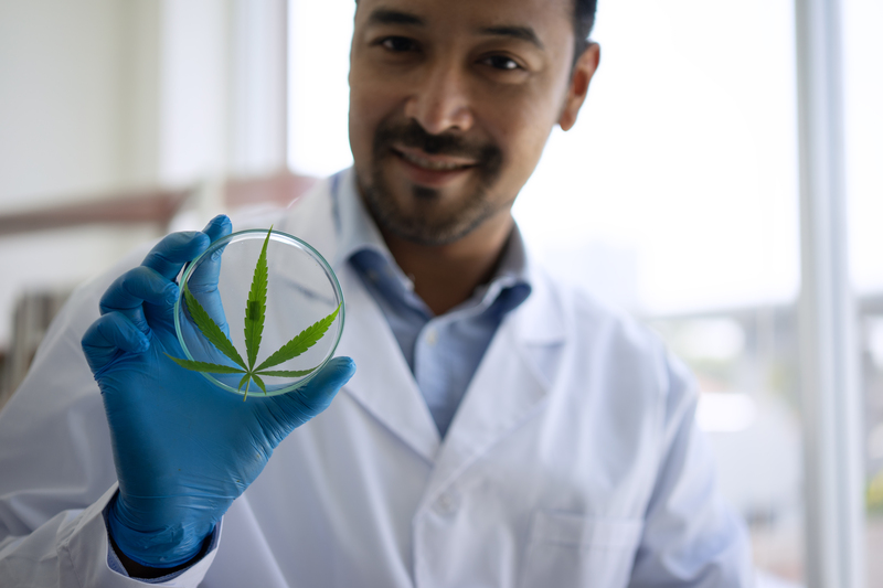 cannabis e efeito entourage