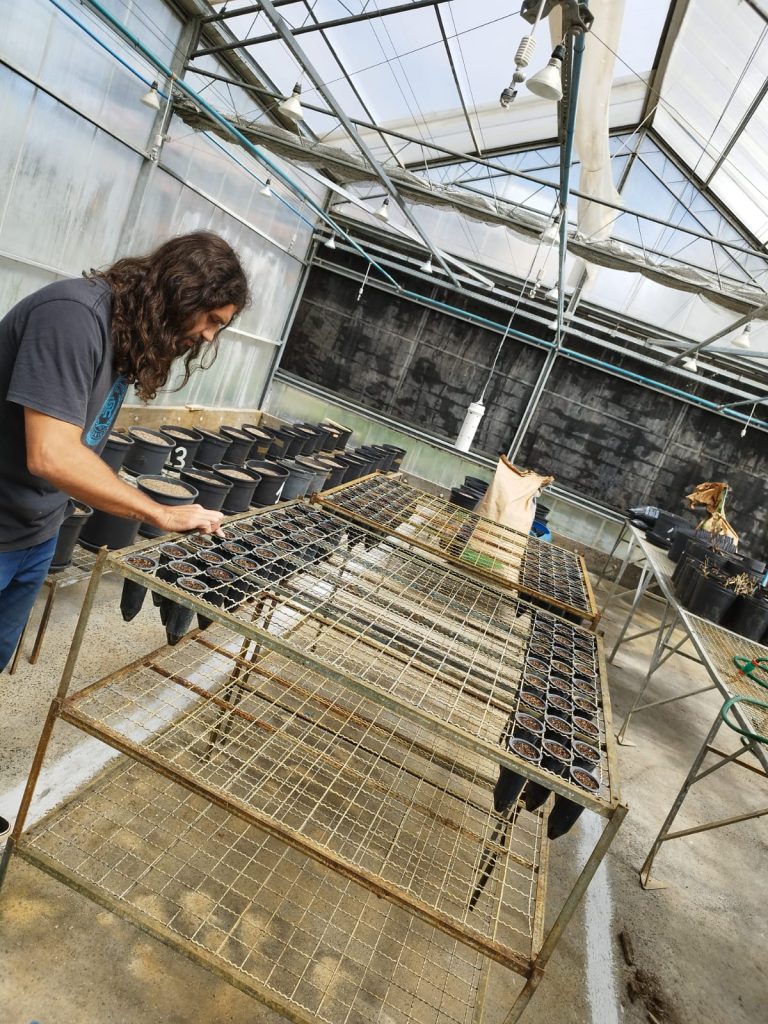 Cultivo de Cannabis da UFSC em estufa da universidade