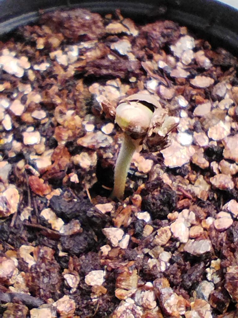 Planta de Cannabis em seus primeiros dias de vida