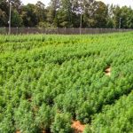 Cultivo legal da Cannabis nos EUA