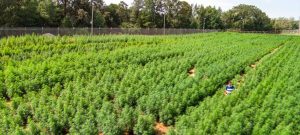 Cultivo legal da Cannabis nos EUA