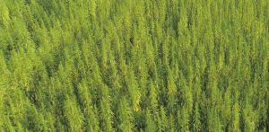 CBD infusionado ao mel