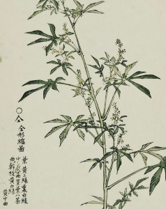 Foto: exposição Canabis Japonica | Hash, Marihuana & Hemp Museum