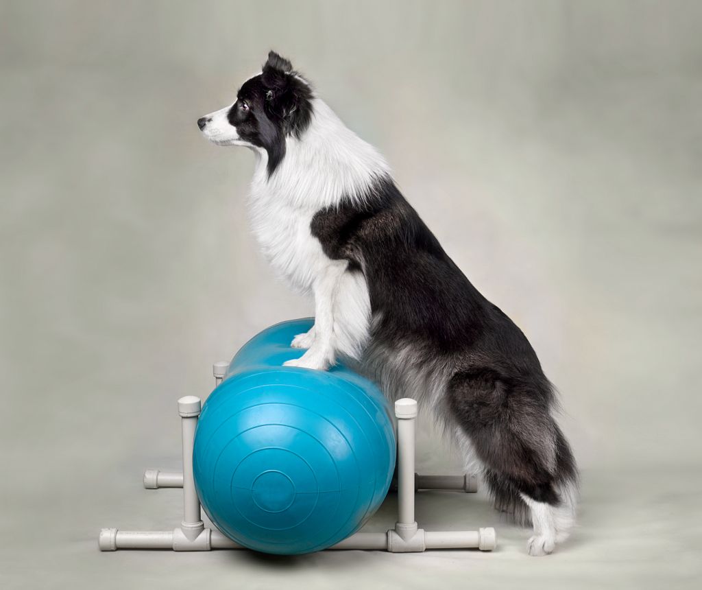 Cachorro da raça border collie fazendo exercícios de fisioterapia sobre uma bola