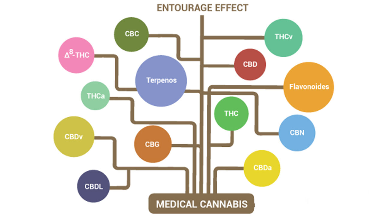 O que é efeito entourage? Ciência busca entender interação de canabinoides,  terpenos e flavonoides - Cannabis &amp; Saúde