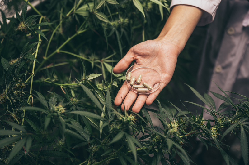 efeito-entourage-da-cannabi