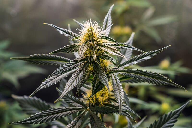 efeito entourage produtos de cannabis