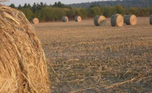 Agricultores focam no cultivo de cânhamo para produção de fibras