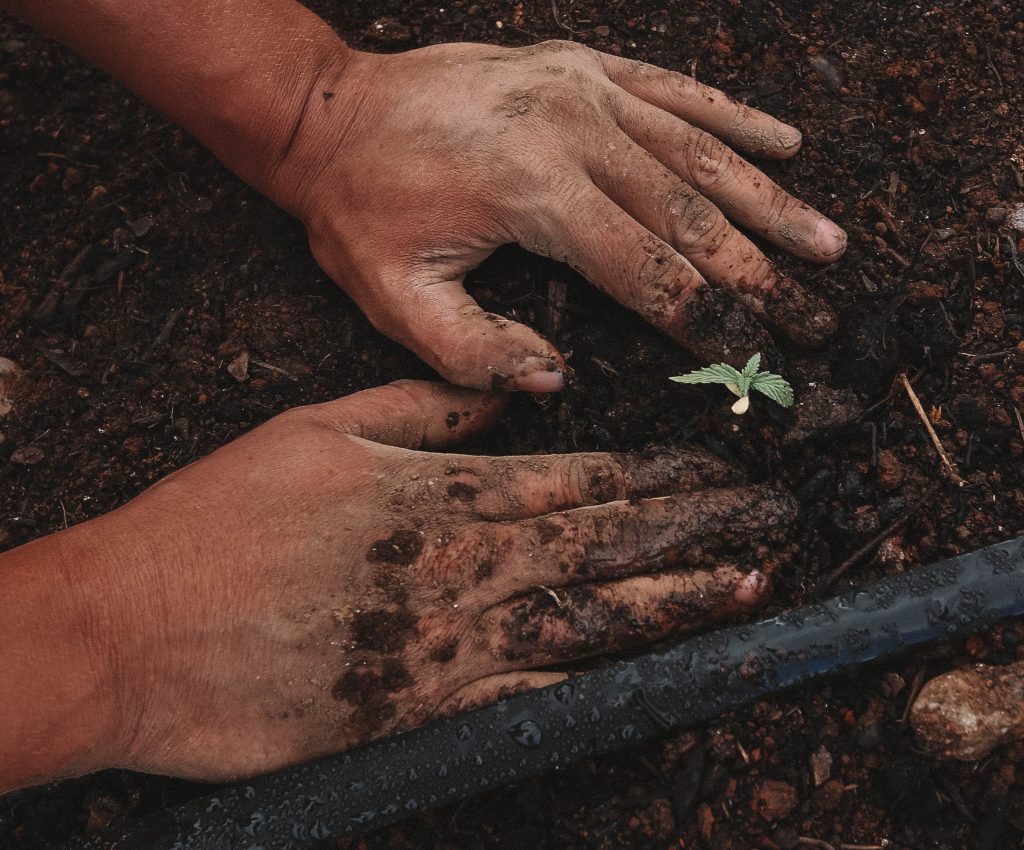 Mãos mexendo em terra com uma muda de Cannabis