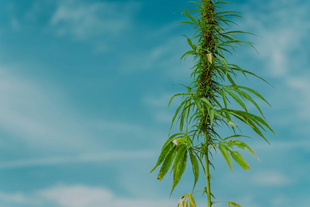 variedade geneticamente modificada cânhamo