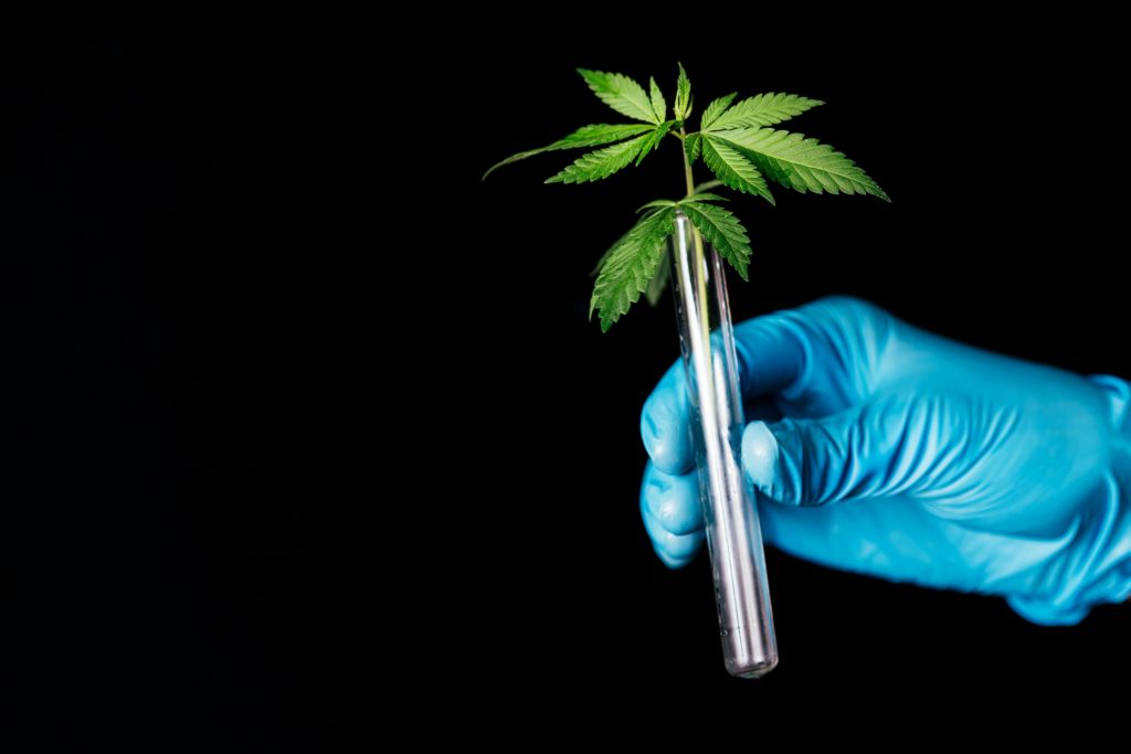 Mão com luva azul segurando tubo de ensaio com caule de Cannabis dentro