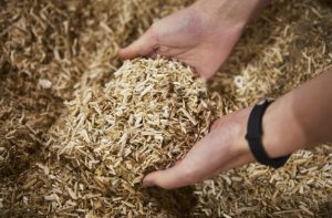 Hemp - fibra da Cannabis