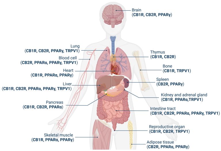 Ilustração mostra a distribuição de partes do sistema endocanabinoide por todo o corpo