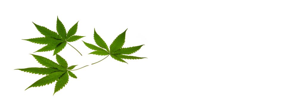 Folhas de Cannabis podem ajudar no controle da pressão alta