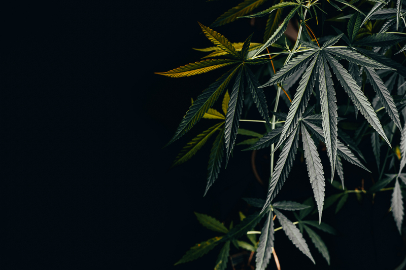 o-que-e-cannabis