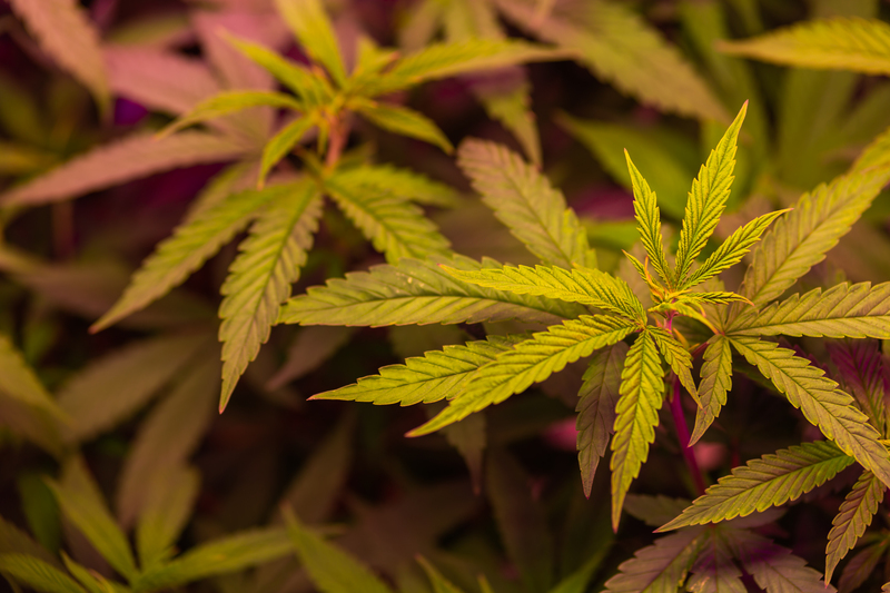 o-que-e-cannabis-beneficios