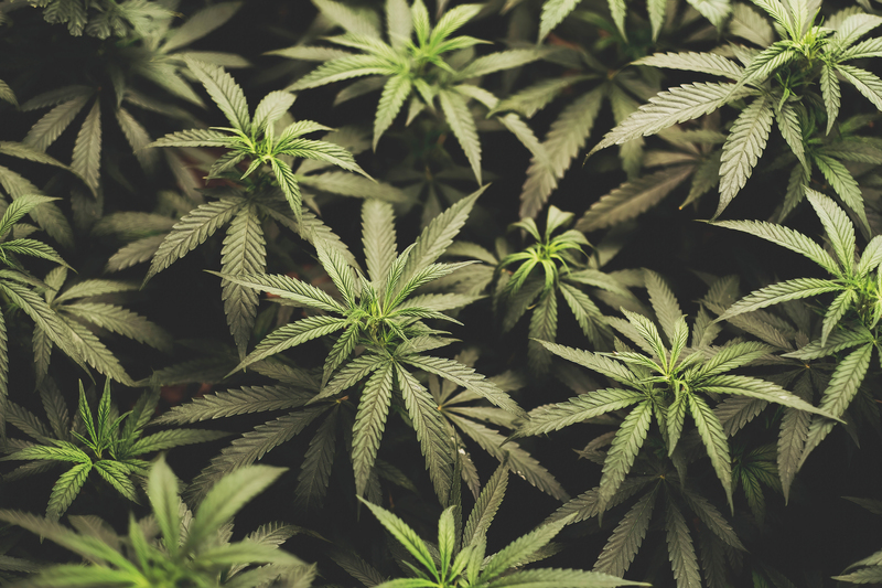 o-que-e-cannabis-indica