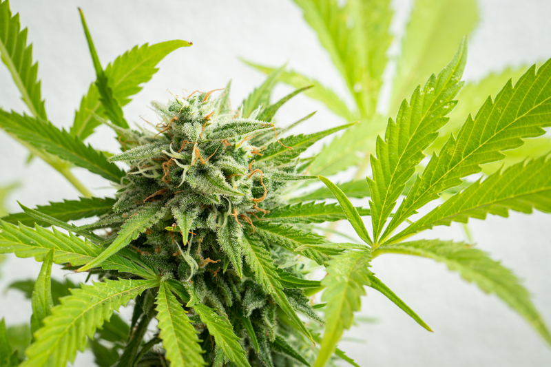 o-que-e-cannabis-ruderalis