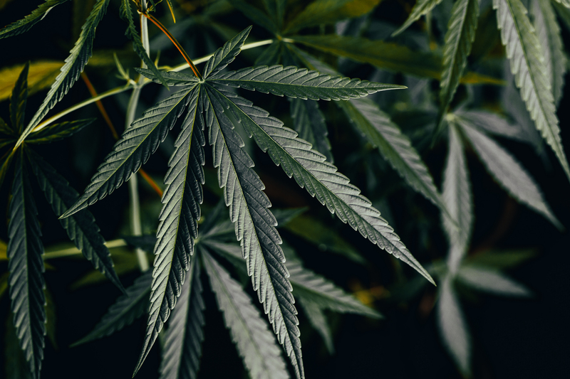 o-que-e-cannabis-sativa