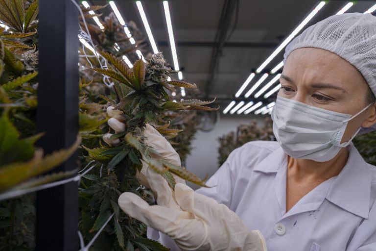 quais-fitocanabinoides sao usados em tratamentos