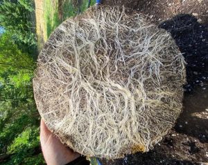 Foto: Girls in Green