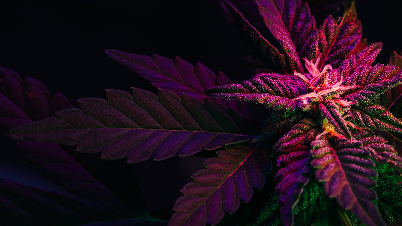saiba-o-que-e-cannabis