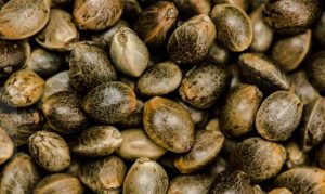 Sementes usadas na alimentação