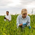 Pesquisa mostra que a Cannabis pode limpar o solo e reduzir a poluição da água