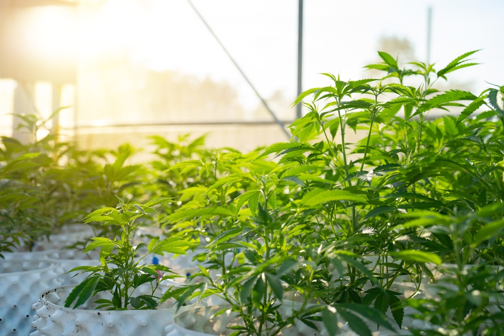 Tetrahidrocanabivarina (THCV): pesquisas mostram segurança e efeitos em diferentes doses