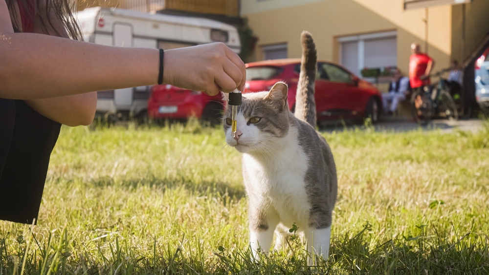 Cannabis e saúde animal: como os canabinoides podem ajudar gatos
