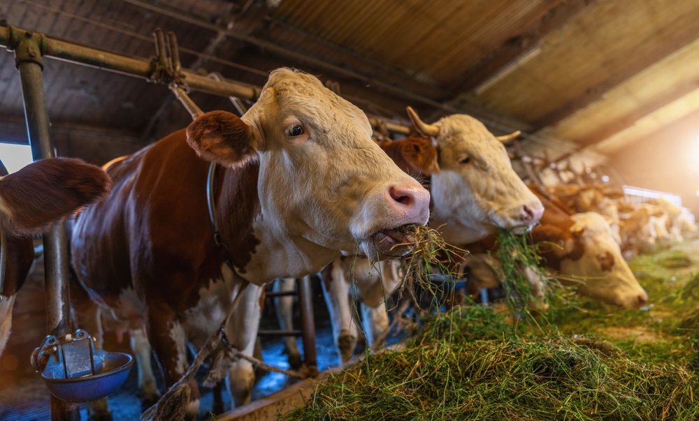 Cannabis vira aliada do clima ao reduzir metano na pecuária