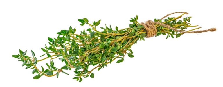 Ramo de galhos de tomilho amarrados com barbante