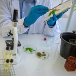 Educação sobre Cannabis: especialistas pedem atualização urgente na formação médica