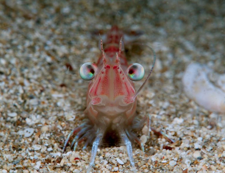 Camarão vivo no fundo do mar olhando para a câmera