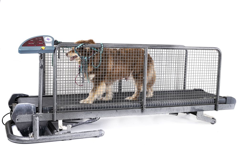 Cachorro de grande porte fazendo fisioterapia em uma esteira