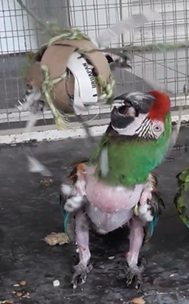 Calvin interagindo com brinquedos do ambiente