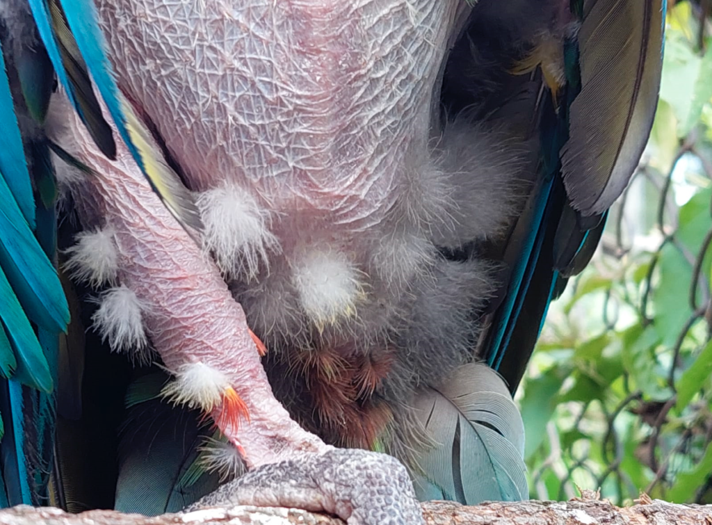 Após seis semanas, Calvin parou com as estereotipias e começaram a surgir filoplumas