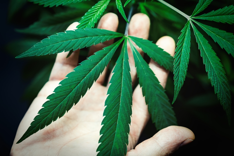 regulacao hormonal cbd