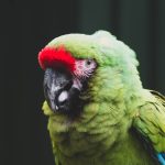 Estudo relata que canabidiol favorece bem-estar de arara resgatada