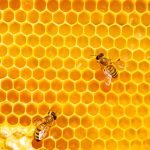 Canabidiol e própolis: estudo revela potencial antibacteriano e anti-inflamatório