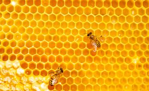 Canabidiol e própolis: estudo revela potencial antibacteriano e anti-inflamatório