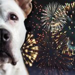 Como CBD pode ajudar cachorros a enfrentar o barulho dos fogos de artifício