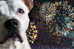 Como CBD pode ajudar cachorros a enfrentar o barulho dos fogos de artifício