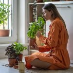 Estudo mostra como terpenos interagem com sistema endocanabinoide