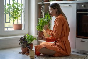 Estudo mostra como terpenos interagem com sistema endocanabinoide