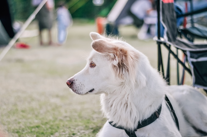 cinomose em caes cannabis