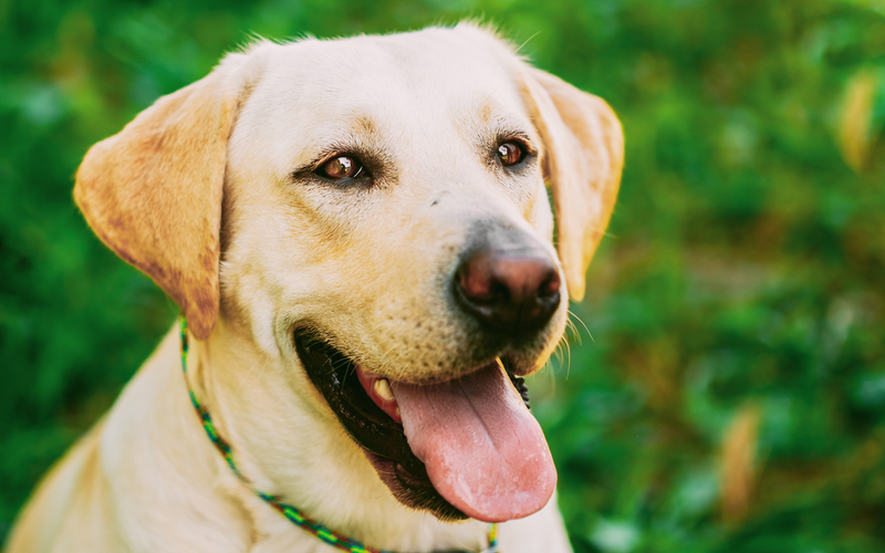 como tratar convulsao em cachorro