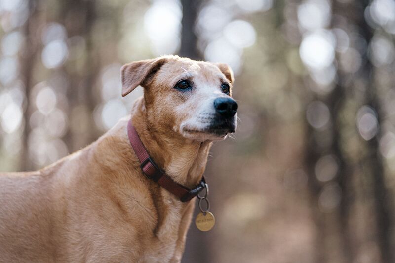 convulsao em cachorro como ocorre